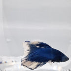 Betta Splendens Halfmoon Blue Butterfly