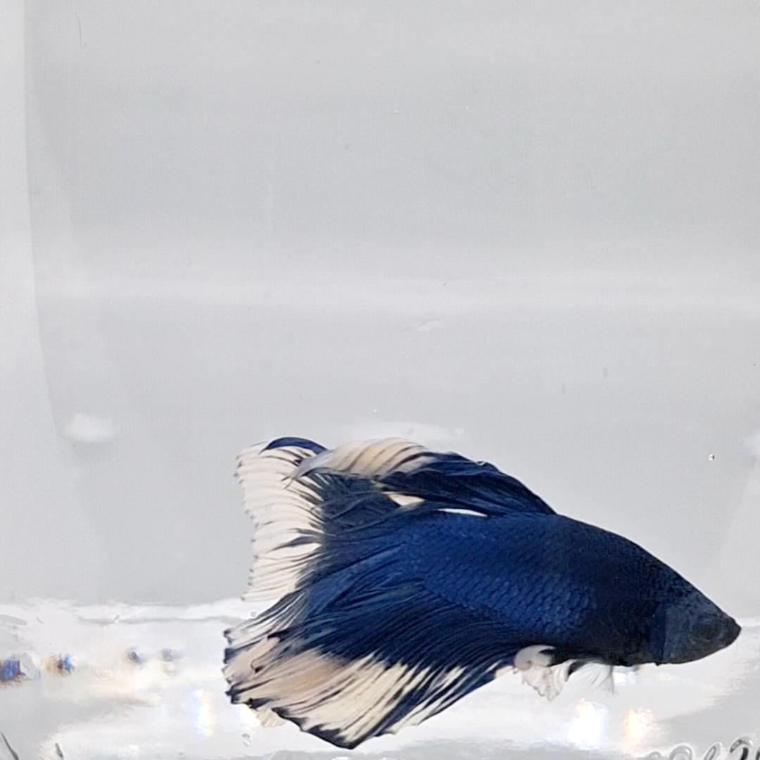 Betta Splendens Halfmoon Blue Butterfly