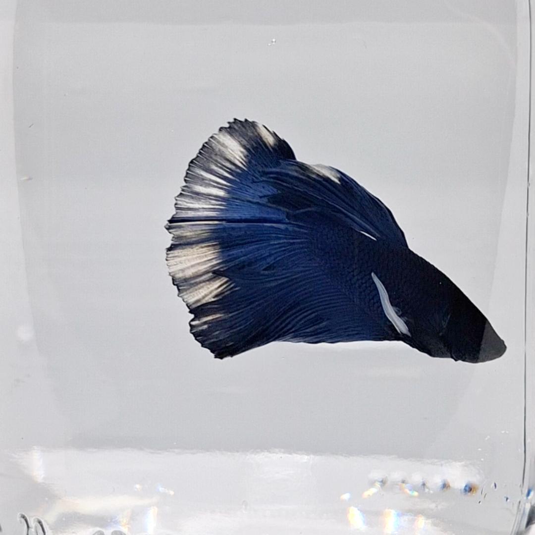 Betta Splendens Halfmoon Blue Butterfly