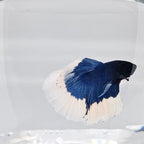 Betta Splendens Halfmoon Blue Butterfly