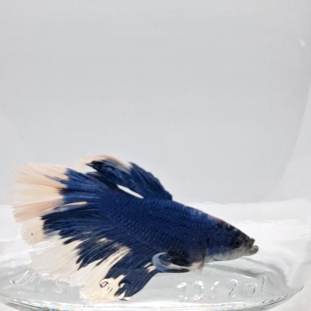 Betta Splendens Halfmoon Blue Butterfly