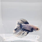 Betta Splendens Halfmoon Blue Marble