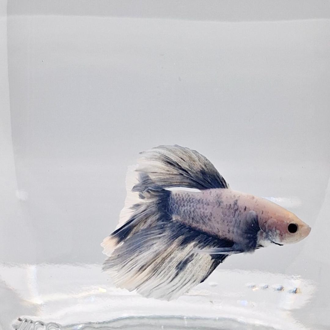 Betta Splendens Halfmoon Blue Marble