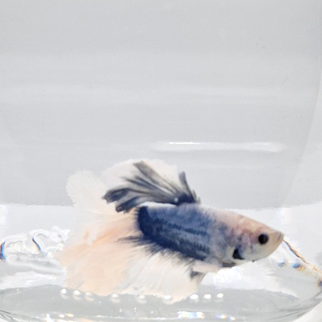 Betta Splendens Halfmoon Blue Marble