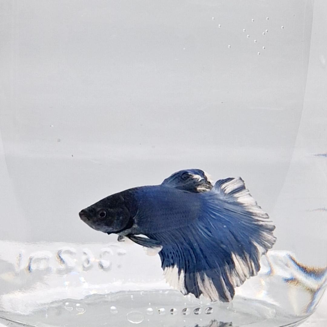 Betta Splendens Halfmoon Blue Marble