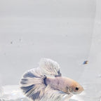 Betta Splendens Halfmoon Blue Marble