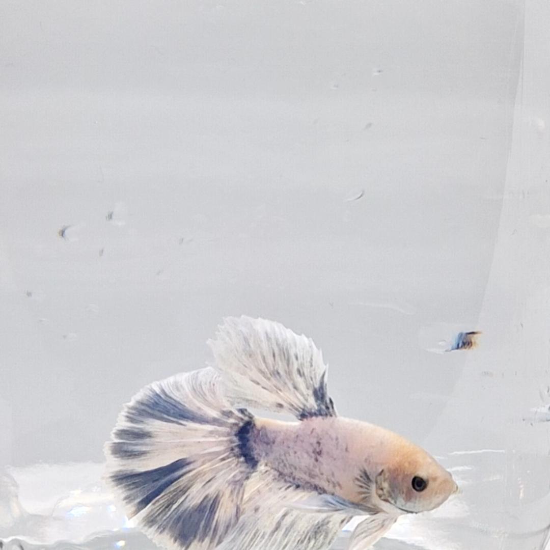 Betta Splendens Halfmoon Blue Marble