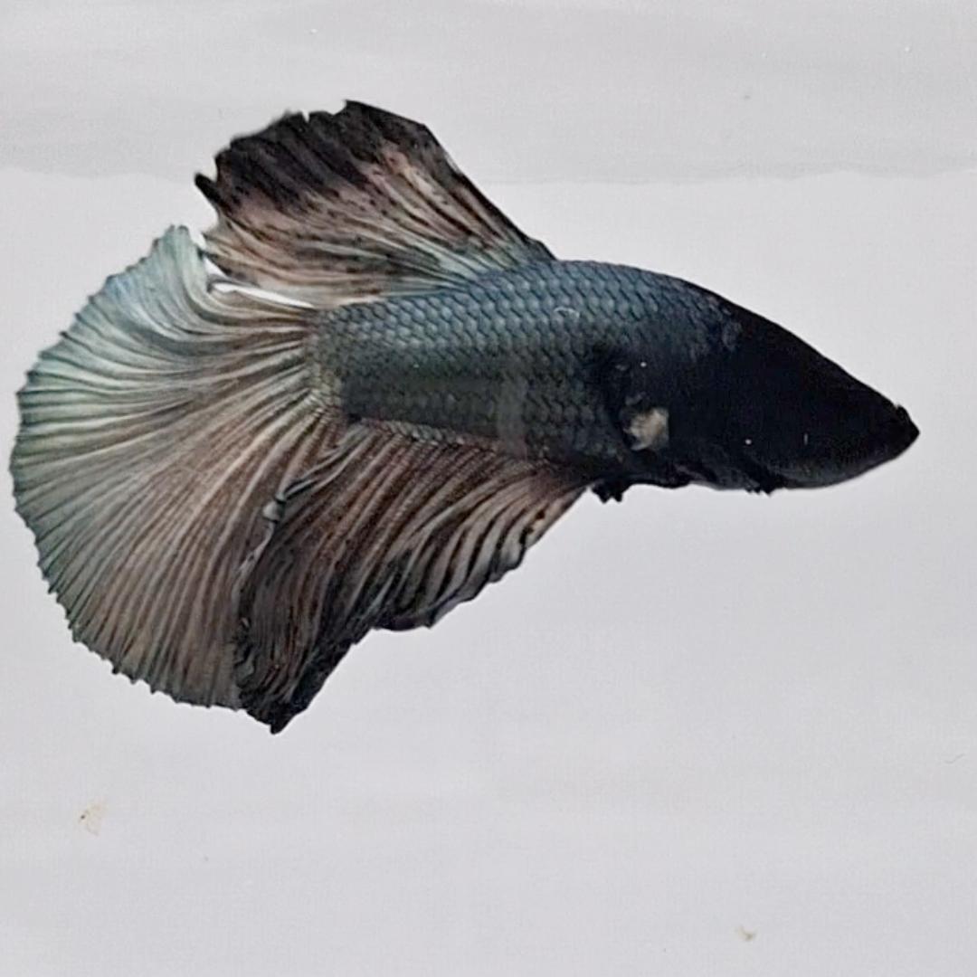 Betta Splendens Halfmoon Copper
