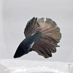 Betta Splendens Halfmoon Copper