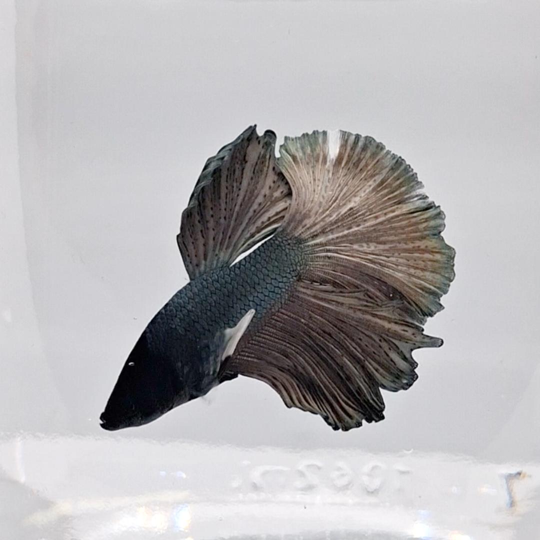 Betta Splendens Halfmoon Copper