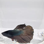 Betta Splendens Halfmoon Copper