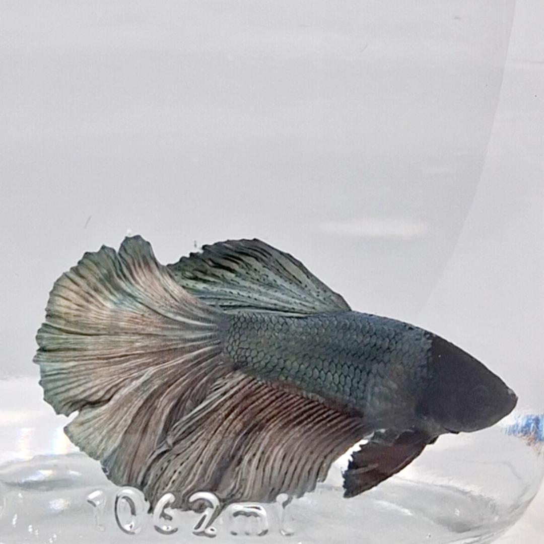 Betta Splendens Halfmoon Copper