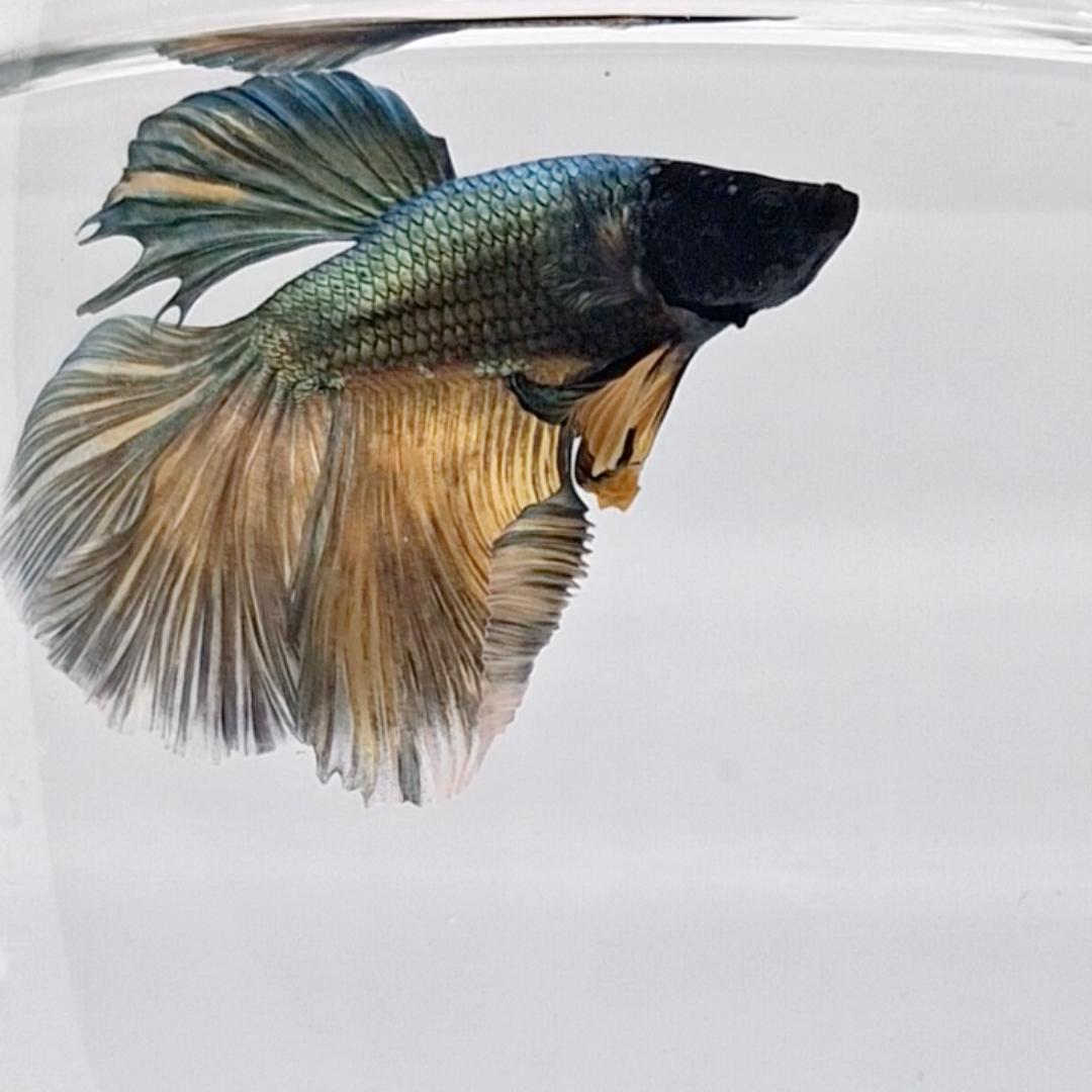Betta Splendens Halfmoon Copper