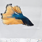 Betta Splendens Halfmoon Mustard Gas
