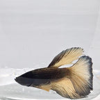 Betta Splendens Halfmoon Mustard Gas