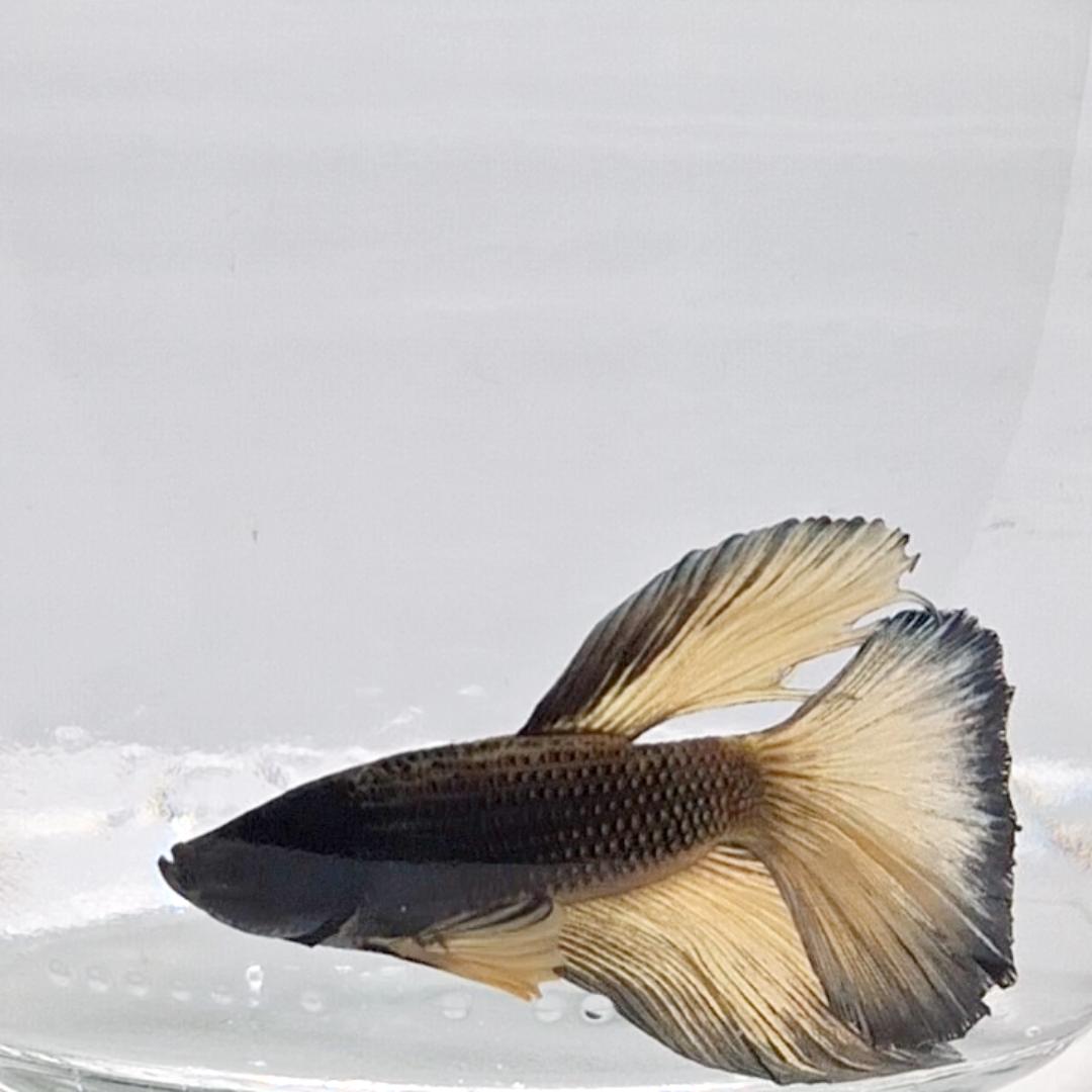 Betta Splendens Halfmoon Mustard Gas