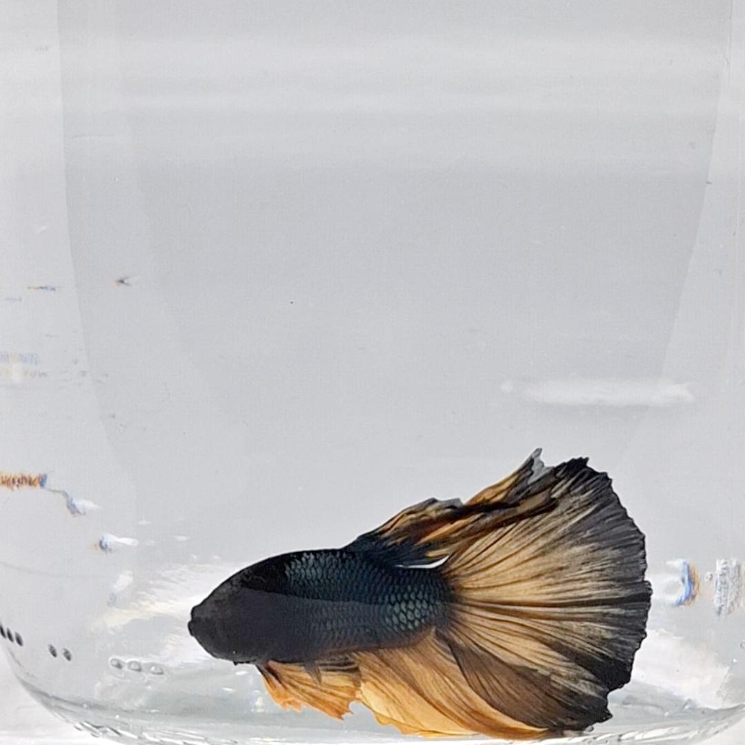 Betta Splendens Halfmoon Mustard Gas