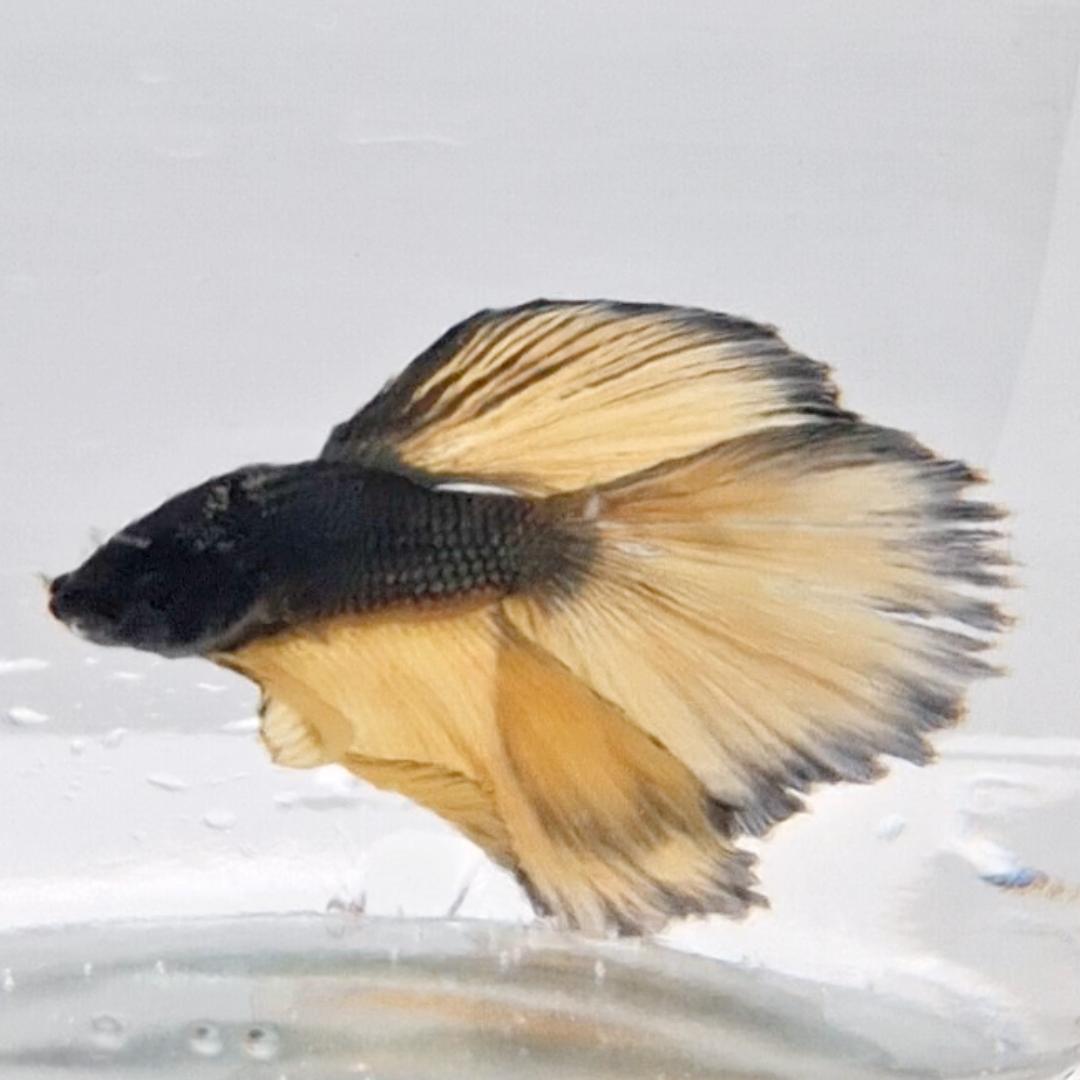 Betta Splendens Halfmoon Mustard Gas
