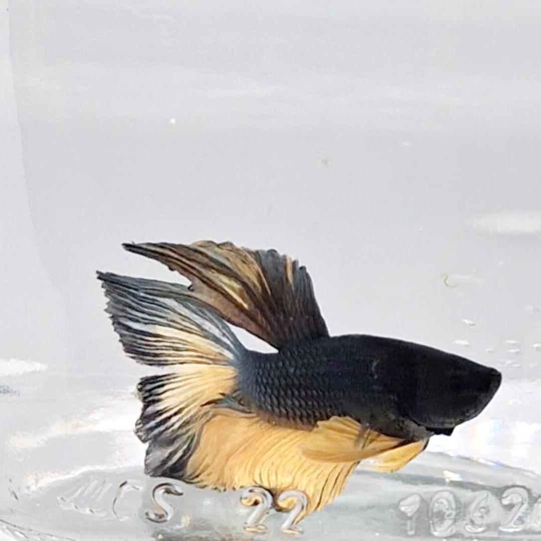 Betta Splendens Halfmoon Mustard Gas