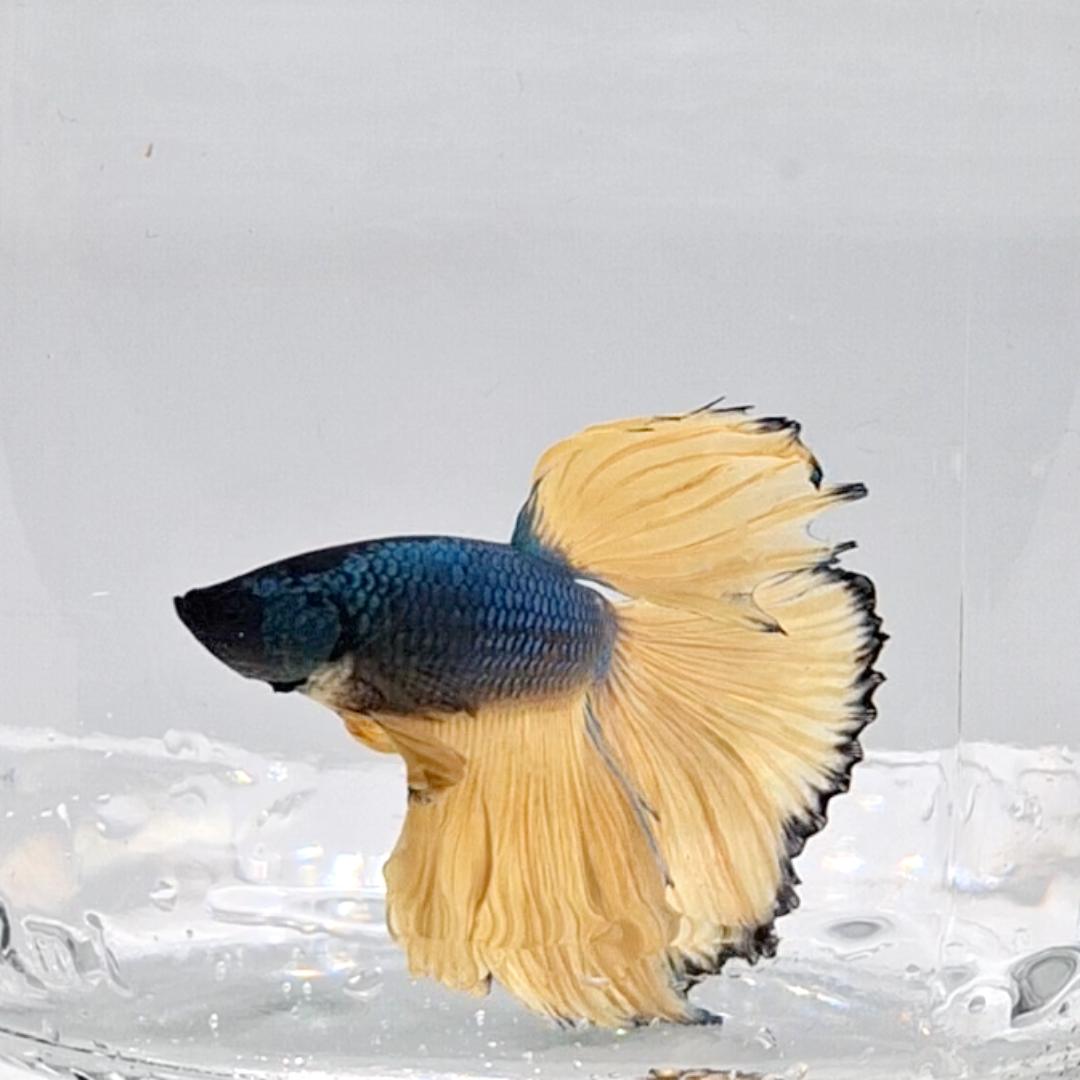 Betta Splendens Halfmoon Mustard Gas