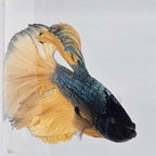 Betta Splendens Halfmoon Mustard Gas