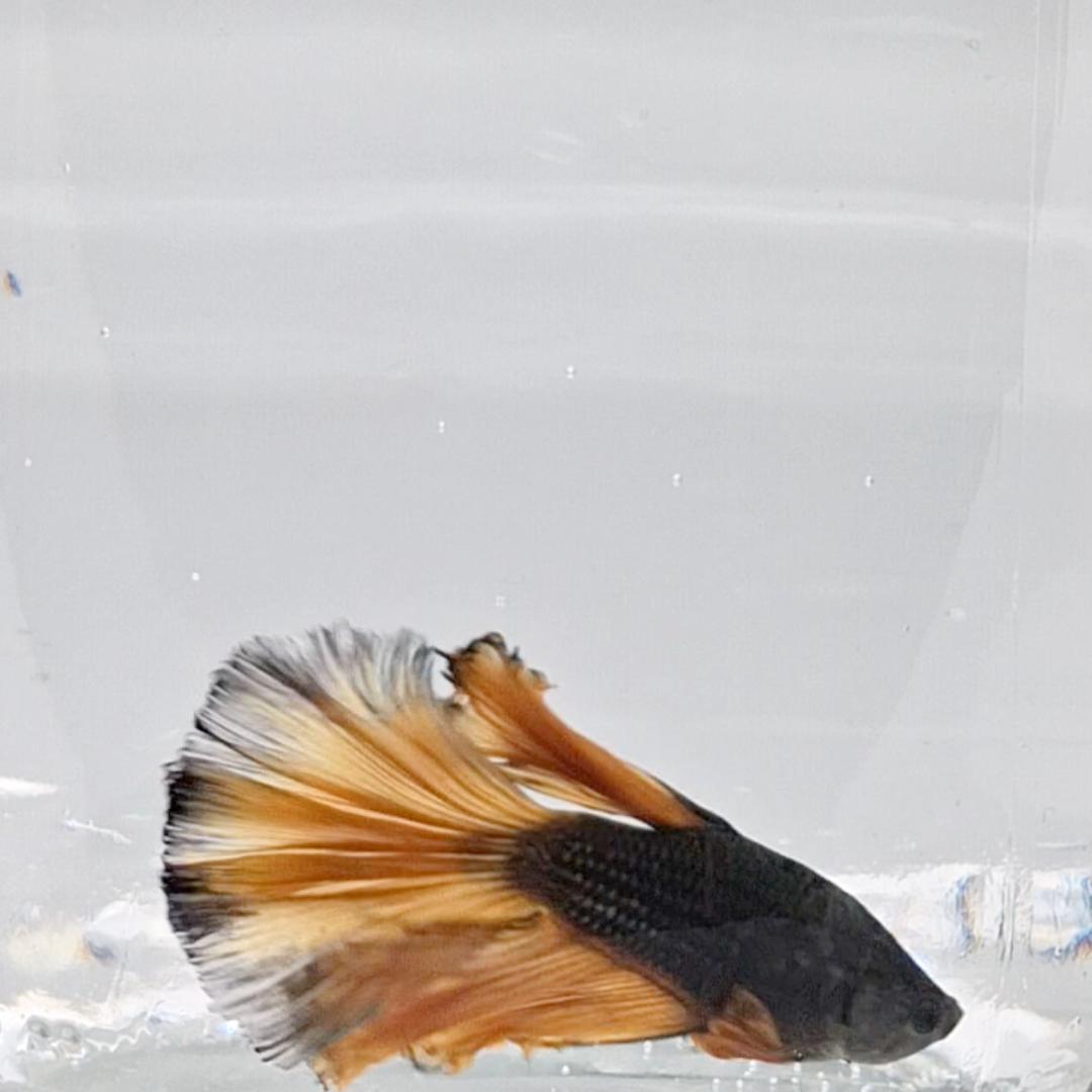 Betta Splendens Halfmoon Mustard Gas