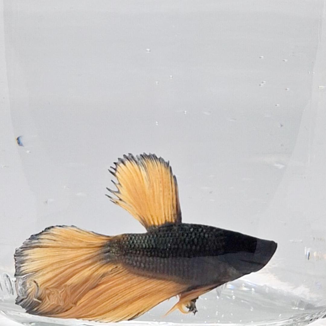 Betta Splendens Halfmoon Mustard Gas