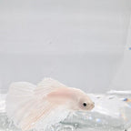 Betta Splendens Halfmoon White