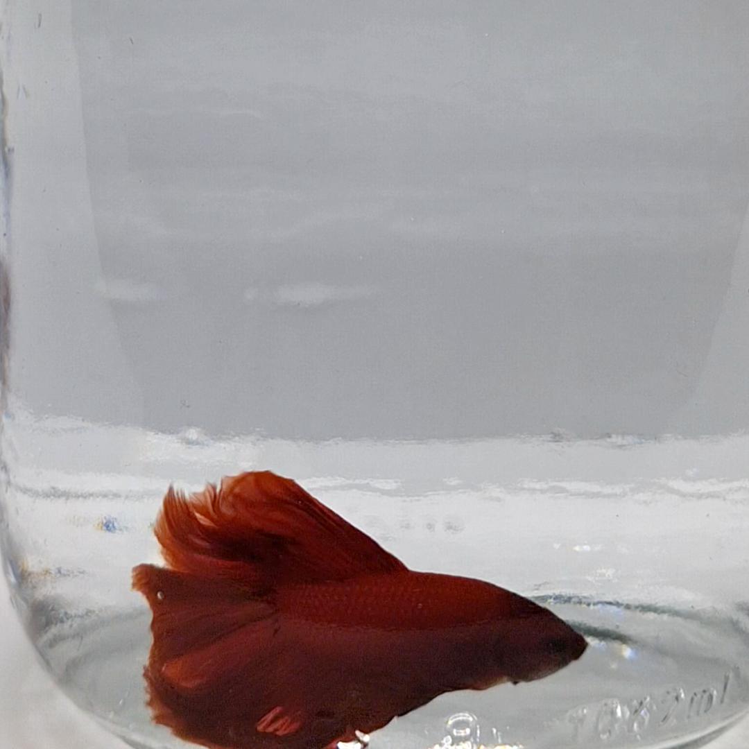 Betta Splendens Halfmoon Red