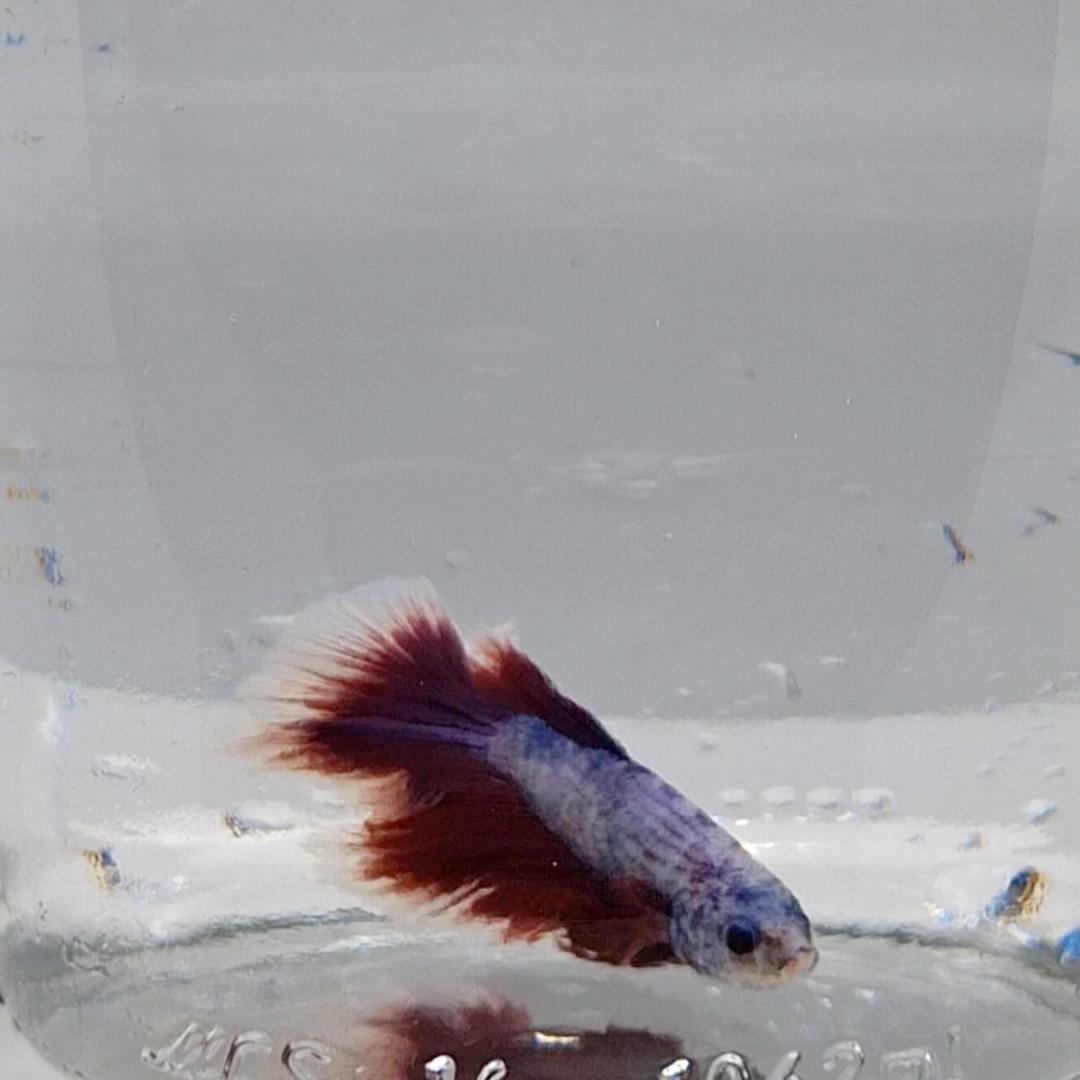 Betta Splendens Halfmoon Lavander
