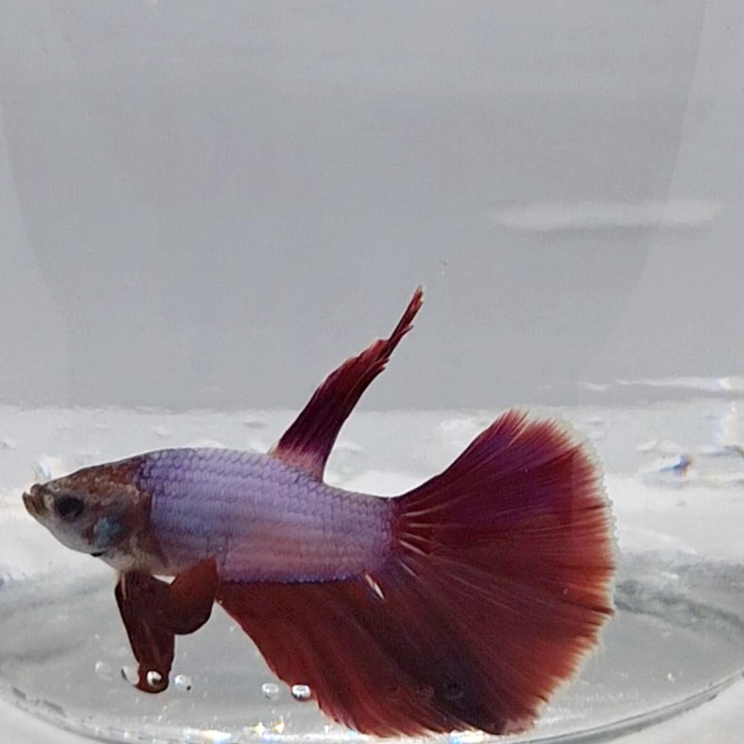 Betta Splendens Halfmoon Lavander