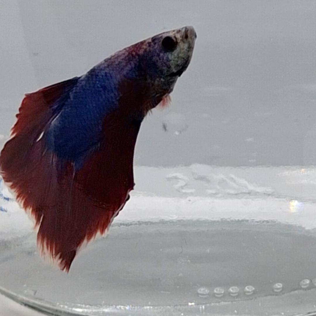 Betta Splendens Halfmoon Cambodian