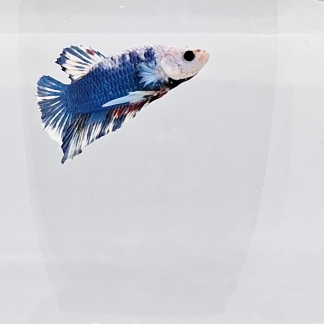 Betta Splendens Plakat Marble