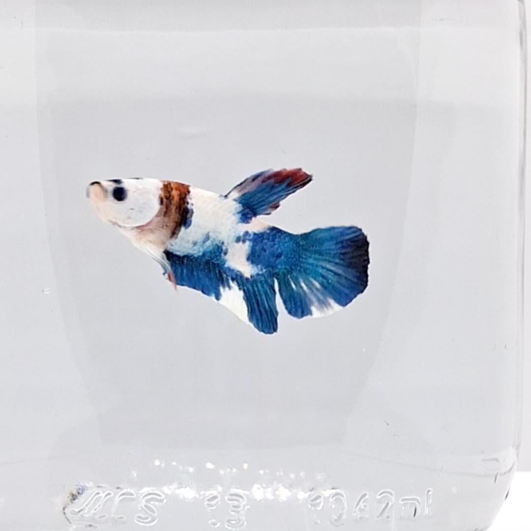 Betta Splendens Plakat Marble