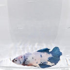 Betta Splendens Plakat Marble