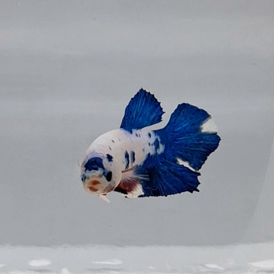 Betta Splendens Plakat Marble