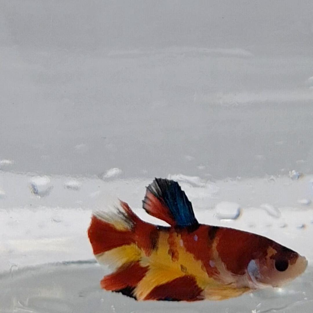 Betta Splendens Plakat Koi