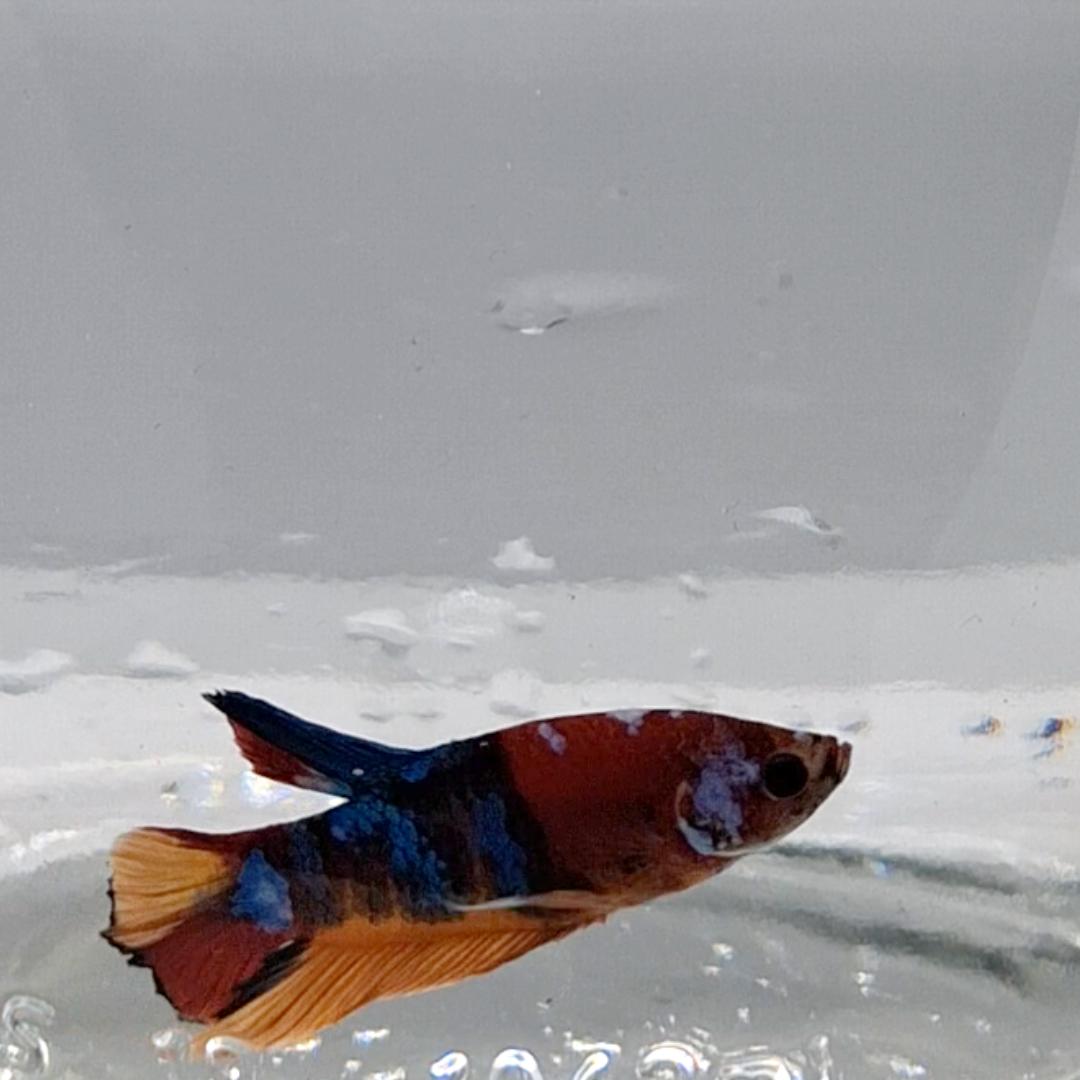 Betta Splendens Plakat Koi