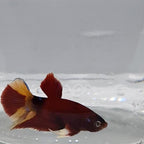 Betta Splendens Plakat Koi