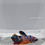 Betta Splendens Plakat Koi