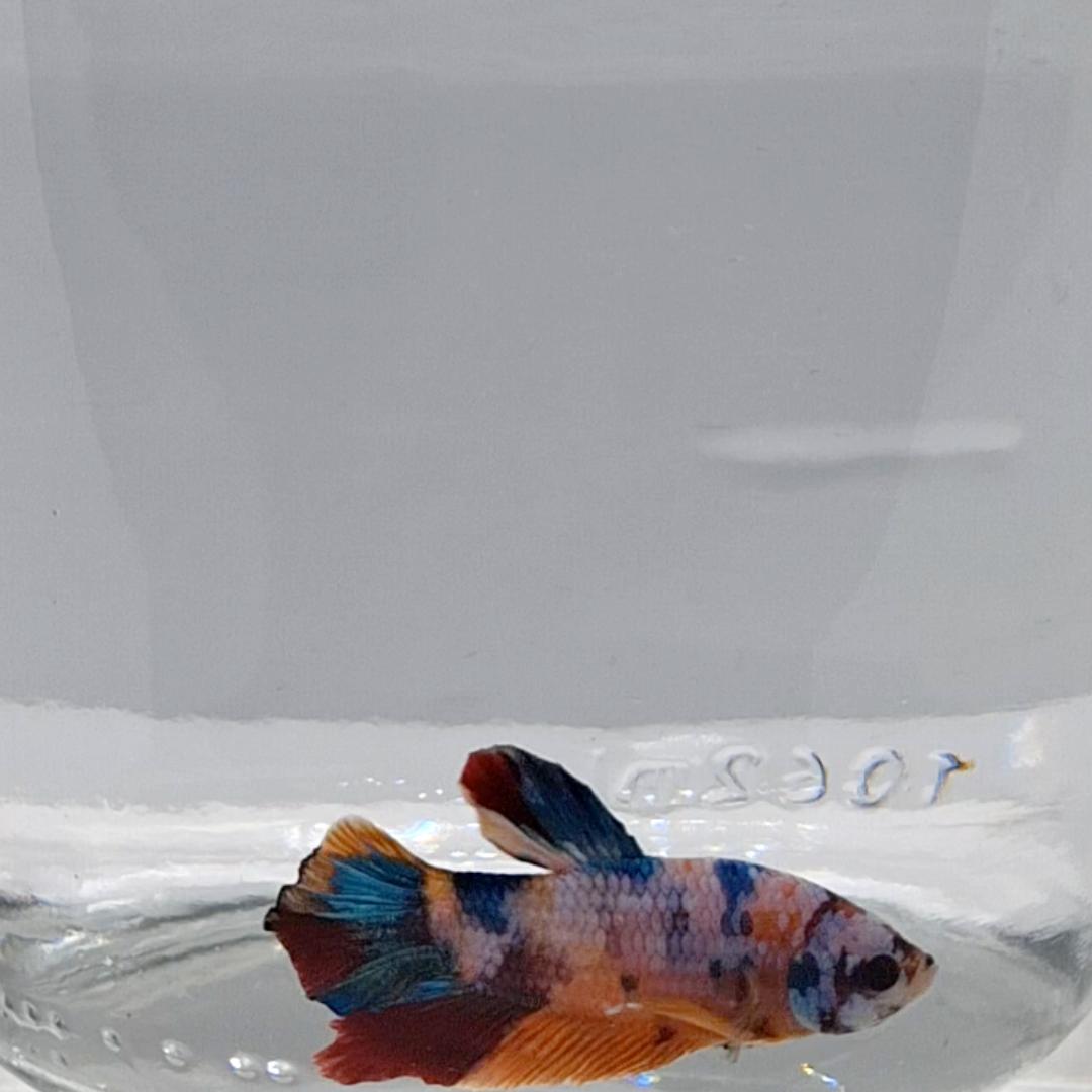 Betta Splendens Plakat Koi