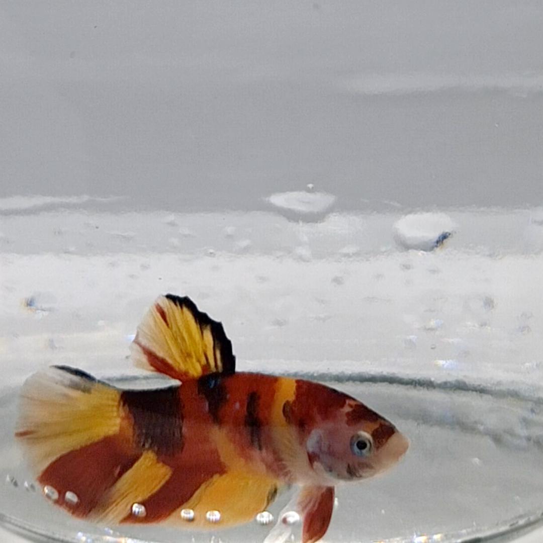 Betta Splendens Plakat Koi