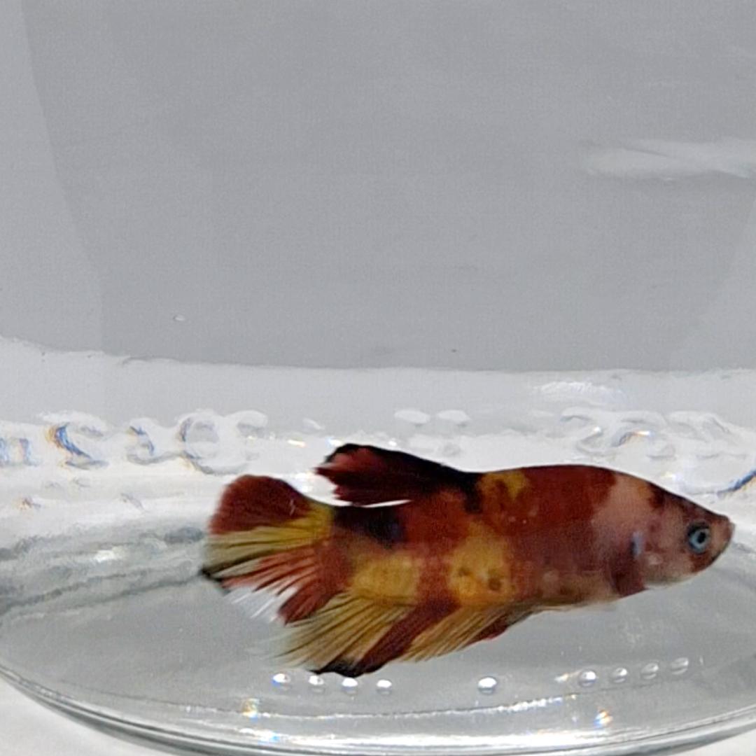 Betta Splendens Plakat Koi