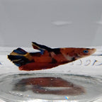 Betta Splendens Plakat Koi