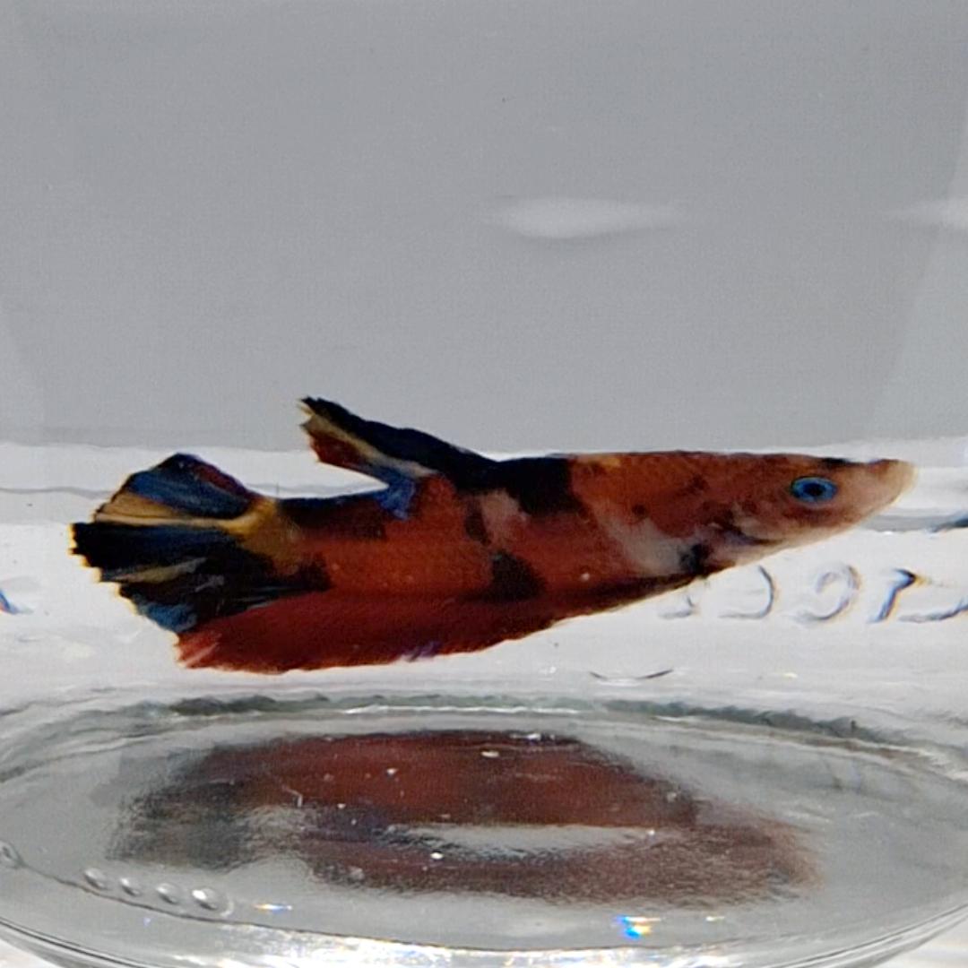 Betta Splendens Plakat Koi