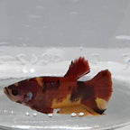 Betta Splendens Plakat Koi