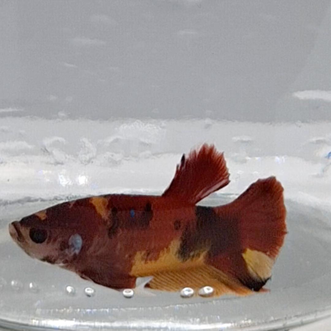 Betta Splendens Plakat Koi