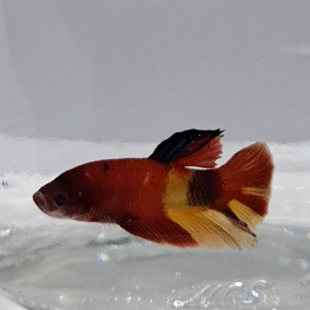 Betta Splendens Plakat Koi
