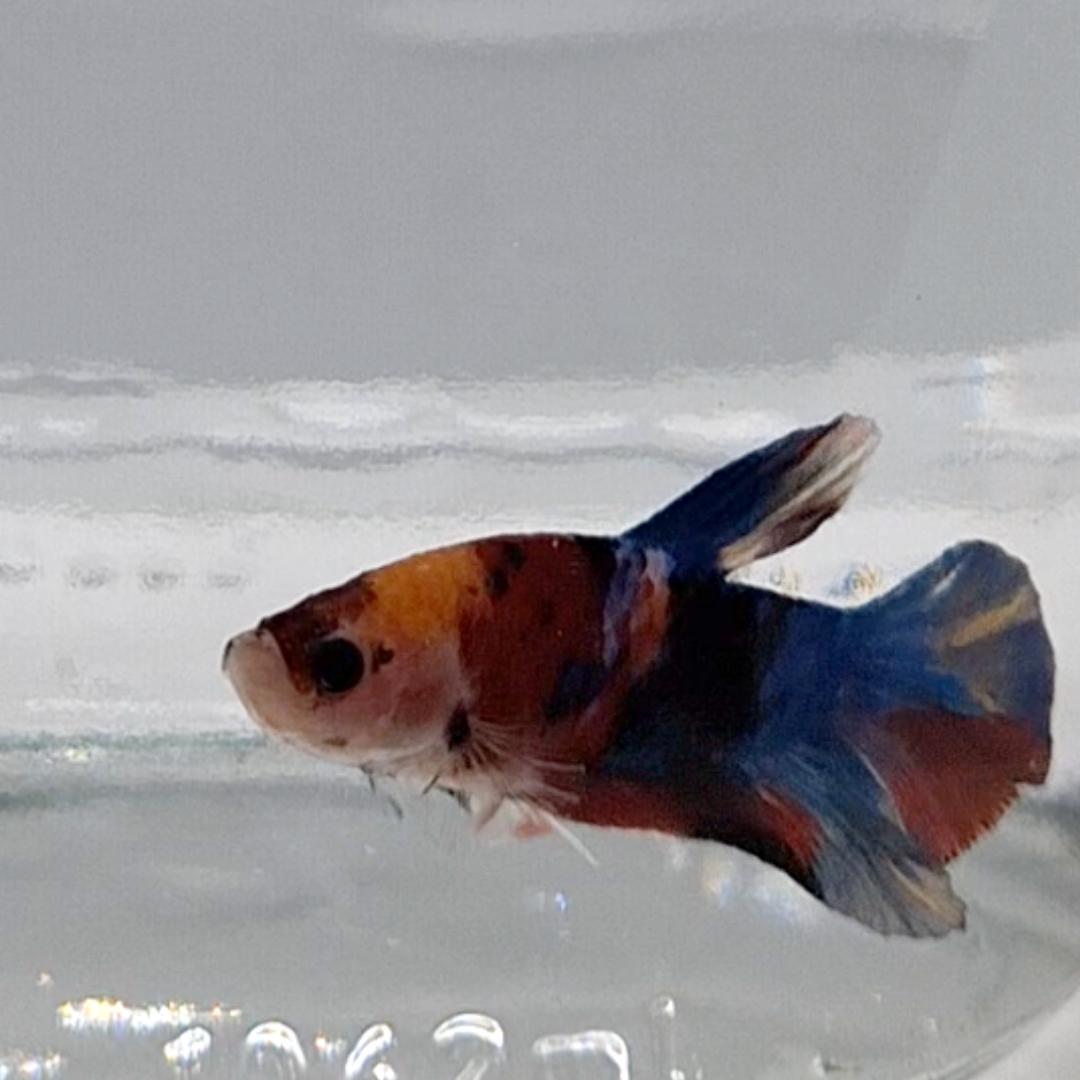Betta Splendens Plakat Koi