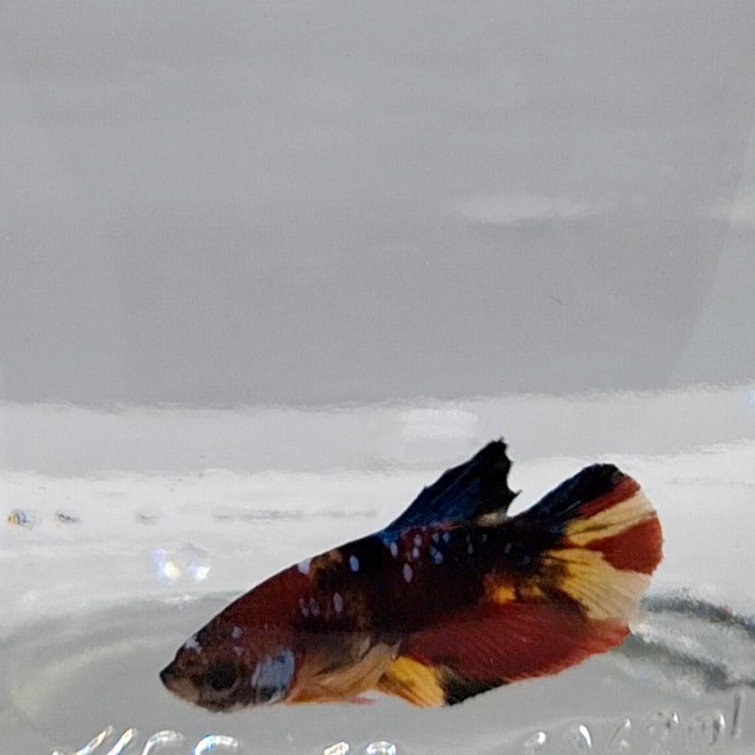 Betta Splendens Plakat Koi